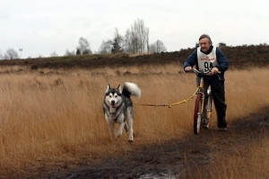SLEDE DOGS  HELCHTEREN 04211
