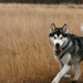 SLEDE DOGS  HELCHTEREN 04311