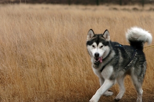 SLEDE DOGS  HELCHTEREN 04311
