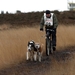 SLEDE DOGS  HELCHTEREN 04511
