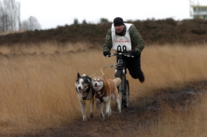 SLEDE DOGS  HELCHTEREN 04611