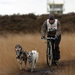 SLEDE DOGS  HELCHTEREN 04811