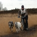 SLEDE DOGS  HELCHTEREN 04911