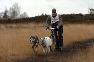 SLEDE DOGS  HELCHTEREN 04911