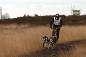 SLEDE DOGS  HELCHTEREN 05111