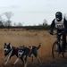 SLEDE DOGS  HELCHTEREN 05211