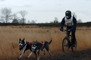 SLEDE DOGS  HELCHTEREN 05211