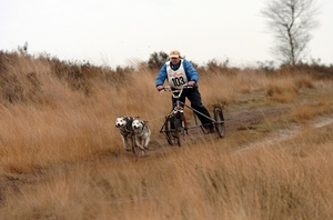 SLEDE DOGS  HELCHTEREN 05311