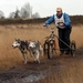 SLEDE DOGS  HELCHTEREN 05511