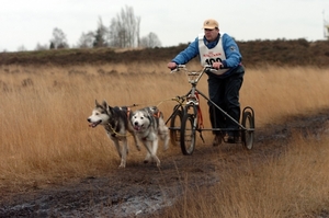 SLEDE DOGS  HELCHTEREN 05511