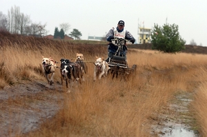 SLEDE DOGS  HELCHTEREN 06111
