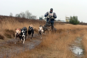SLEDE DOGS  HELCHTEREN 06211