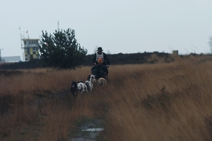 SLEDE DOGS  HELCHTEREN 06511