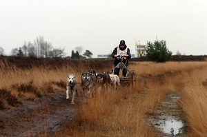 SLEDE DOGS  HELCHTEREN 07111