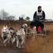 SLEDE DOGS  HELCHTEREN 08211