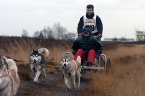 SLEDE DOGS  HELCHTEREN 08311