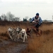SLEDE DOGS  HELCHTEREN 08811