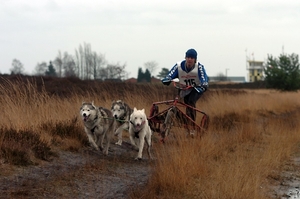 SLEDE DOGS  HELCHTEREN 08811