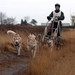 SLEDE DOGS  HELCHTEREN 09011