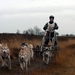 SLEDE DOGS  HELCHTEREN 09211