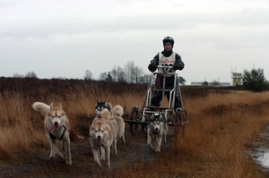 SLEDE DOGS  HELCHTEREN 09211