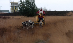 SLEDE DOGS  HELCHTEREN 09411
