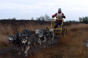 SLEDE DOGS  HELCHTEREN 09811