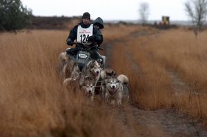 SLEDE DOGS  HELCHTEREN 10111