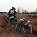 SLEDE DOGS  HELCHTEREN 10311