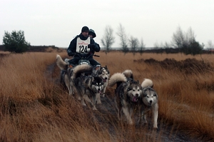 SLEDE DOGS  HELCHTEREN 10311