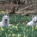maart - april (49)