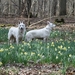 maart - april (51)