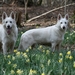 maart - april (52)