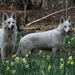 maart - april (53)