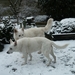 Snowy en Venix (22)