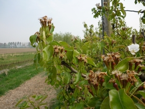 110416.BOEKHOUTE. NOG KLEINE PEREN