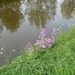 110416.BOEKHOUTE.EERSTE SMEERWORTEL