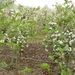 110416.BOEKHOUTE.APPELS BLOEIEN NOG