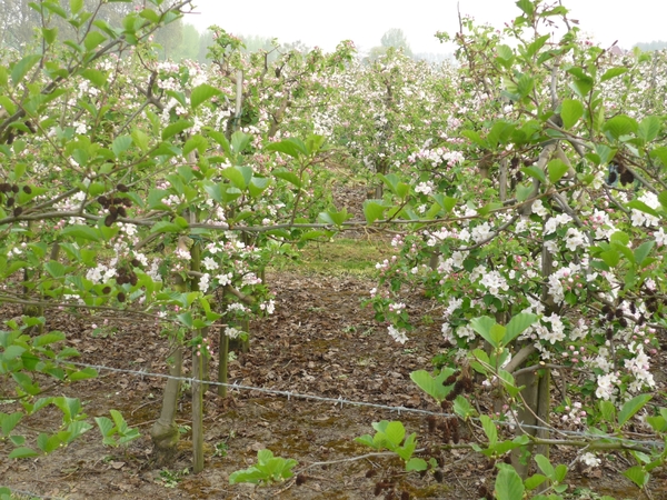 110416.BOEKHOUTE.APPELS BLOEIEN NOG