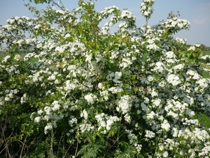 110422.BELLEM.HAGEDOORN IN BLOEI