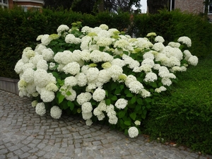 .WAARSCHOOT 006