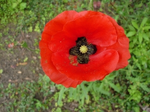 .WAARSCHOOT KOLLEBLOMME