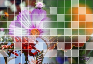 les 242 mozaik maken van een foto