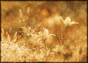 Field of flowers vintage atn