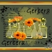 Gerbera