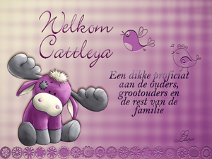 Ien oma Cattleya