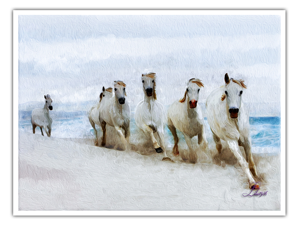 Proj 357 paarden