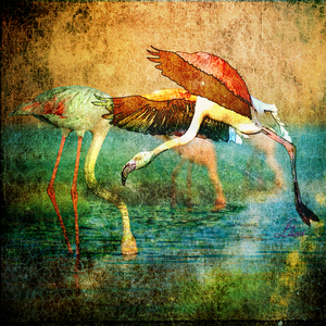 flamingo kopiëren