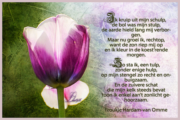 proj-450-ANat.dag van-de-tulp1