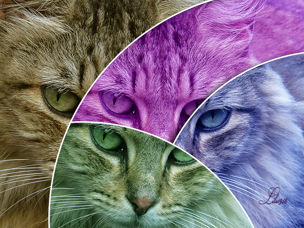 Abstract Shape Effect